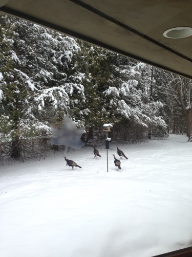 We had fresh snow at home...and turkey's invading the backyard.