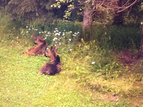 The morning we left for the glacier, we found a Momma moose and two babies in our backyard! 