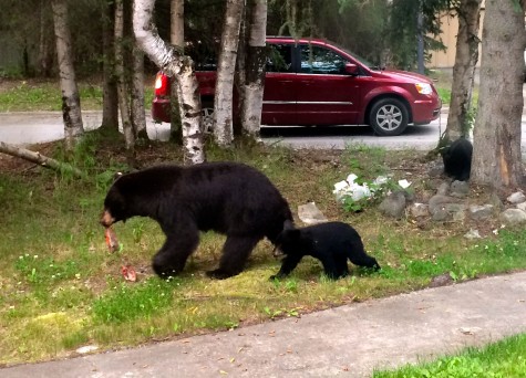 Momma bear leaving the campus scene with her fish and her cubs. 
