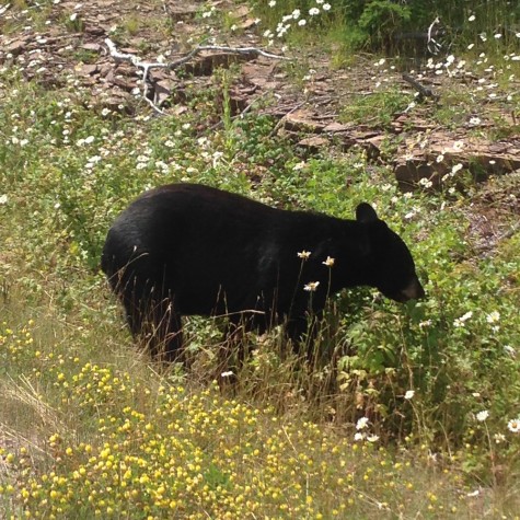 Our little friend the bear let us watch him eat berries from only 20 feet away! 