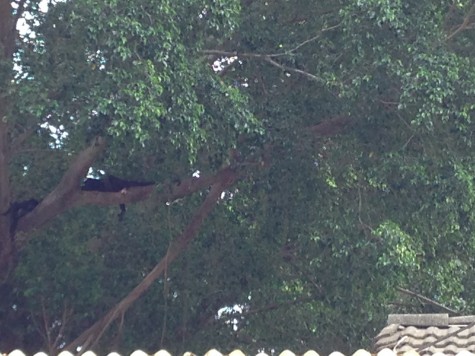 It's a little blurry from the zoom, but can you see the howler monkeys? 