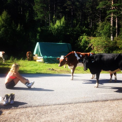 Having a little standoff with the cows (photo from Caitlin)