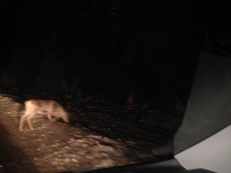 My pretty bad photo of one of the reindeer we saw between Rovaniemi and Gällivare. 