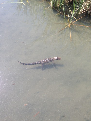 Baby Alligator!!! Yikes! 