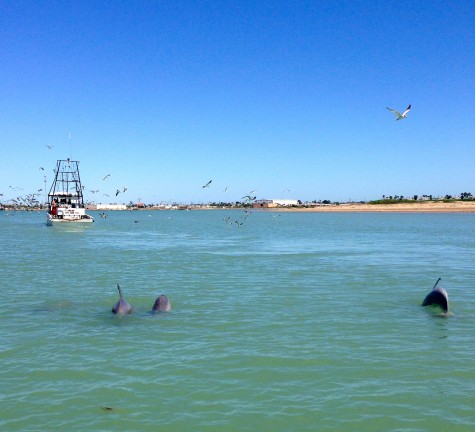 3 dolphins following a fishing boat, looking for the reject fish. 