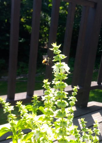 A bee hovering around the basil starting to go to seed. 