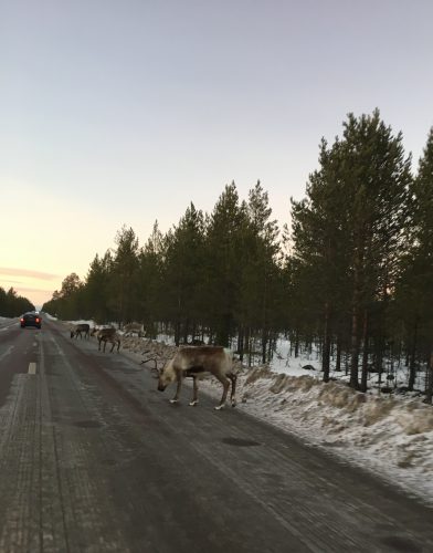 Caution! Reindeer on road! 